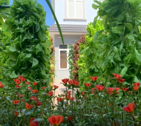 Thiết kế trồng rau thủy canh với không gian nhỏ hẹp