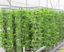  Mô hình trồng rau sạch trên sân thượng diện tích nhỏ hẹp - LH: 0906 452 483