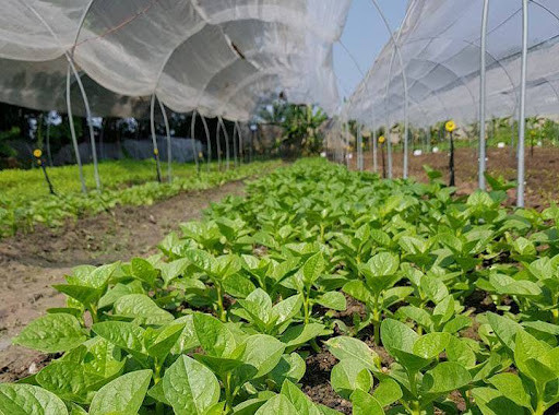 8X Sài Thành trồng rau sạch thổ canh từ sáng chế độc đáo  Dân Việt