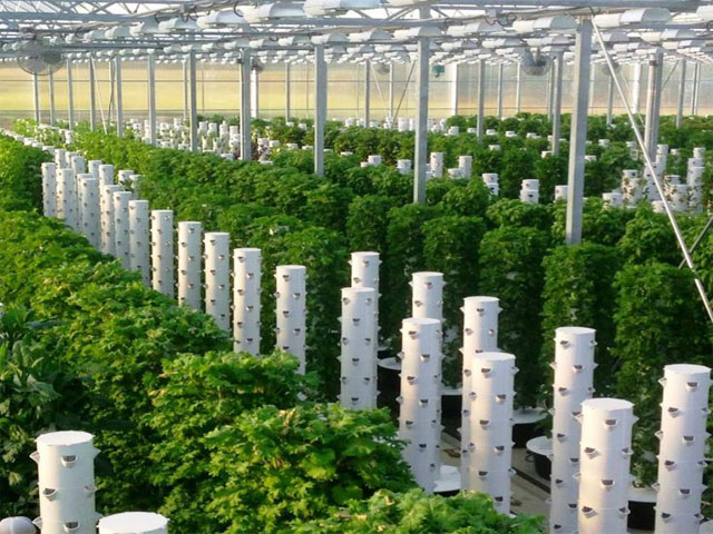 Về quê trồng rau thủy canh trong nhà kính thu 20 triệu đồngtháng